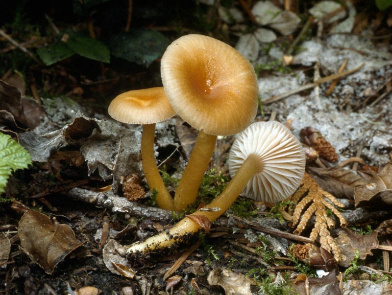 Hygrocybe laeta